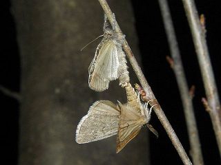 Planociampa modesta
