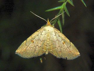 Paracolax fentoni