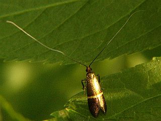 Nemophora aurifera