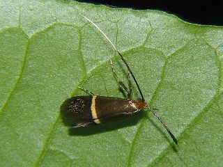 Nemophora aurifera