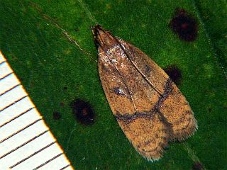 Cryptolechia malacobyrsa