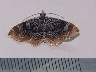 Lobogonodes complicata complicata