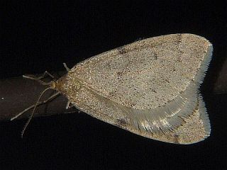 Inurois tenuis