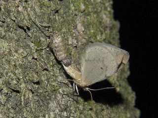 Inurois tenuis