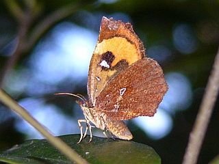 Pterodecta felderi