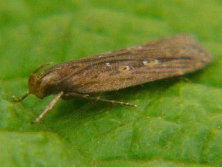 Dichomeris acuminata