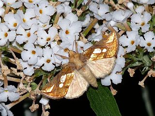 Plusia festucae