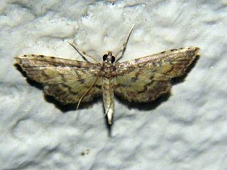 Nacoleia inouei