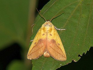 Monema flavescens