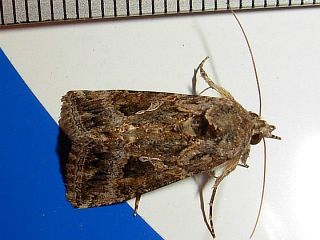 Trichoplusia ni