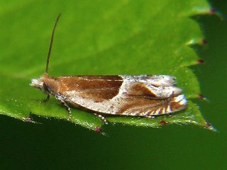 Ancylis comptana