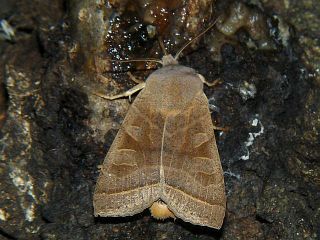 Orbona fragariae pallidior