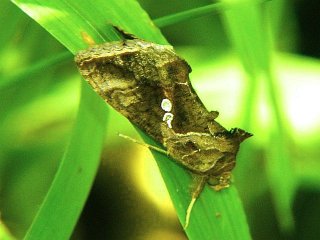 Chrysodeixis eriosoma