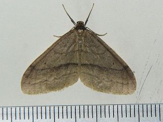 Operophtera rectipostmediana