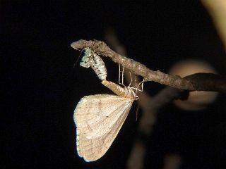 Operophtera rectipostmediana