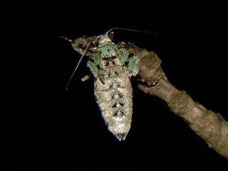 Operophtera rectipostmediana
