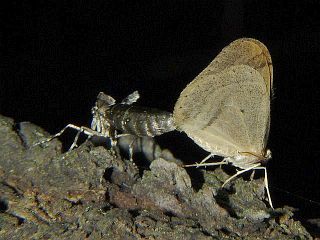 Operophtera rectipostmediana