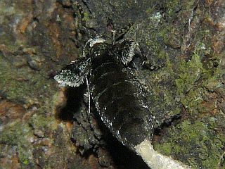 Operophtera rectipostmediana
