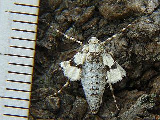 Operophtera rectipostmediana