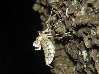 Operophtera rectipostmediana