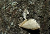 Operophtera rectipostmediana