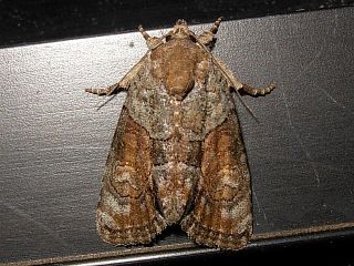 Bryophila granitalis