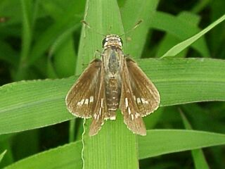 Parnara guttata