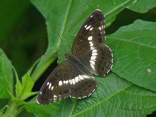Limenitis camilla