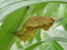 Byasa alcinous