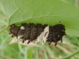 Byasa alcinous