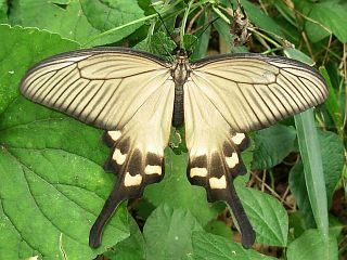 Byasa alcinous
