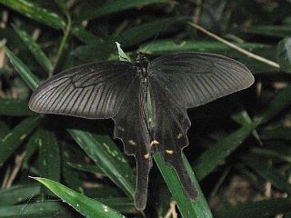Byasa alcinous