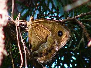 Minois dryas