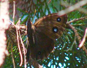 Minois dryas