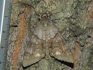 Catocala jonasii