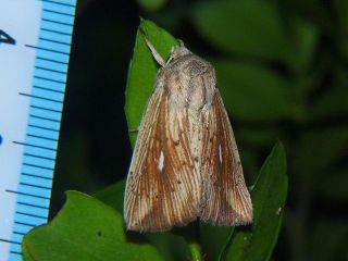 Mythimna salebrosa