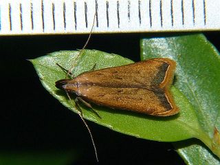 Dichomeris heriguronis