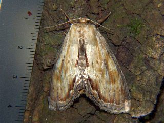 Hupodonta corticalis