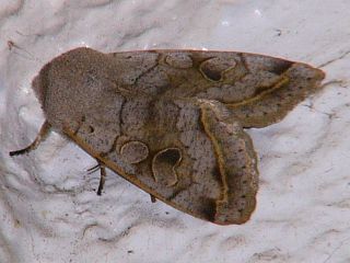 Orthosia evanida