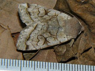 Orthosia evanida