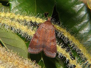 Sineugraphe exusta