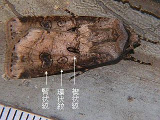 Agrotis segetum