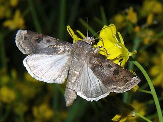 Agrotis segetum