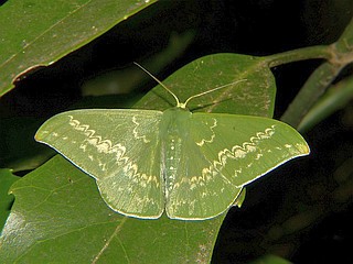 Tanaorhinus reciprocatus confuciarius