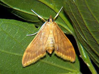 Circobotys nycterina