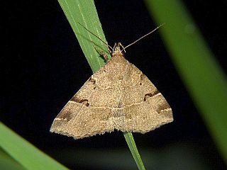 Cidariplura signata
