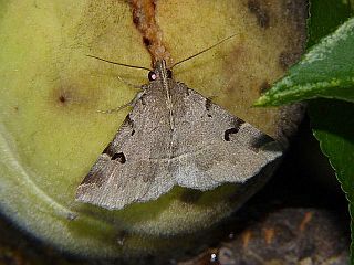 Cidariplura signata