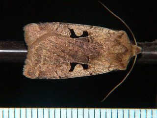 Cerastis pallescens