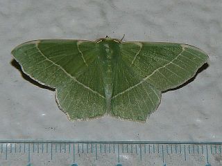 Geometra dieckmanni