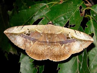 Hypopyra vespertilio